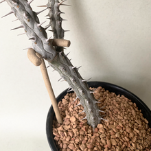 Load image into Gallery viewer, Speckled Ceramic Plant Support Stakes Handmade in Portland, Oregon